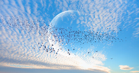 Silhouette of birds flying - Crescent moon and white clouds. The moon against the blue sky
