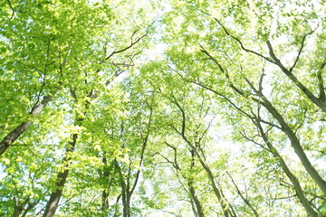 ブナ林の新緑。いつものことだが思わず深呼吸をしてしまう。