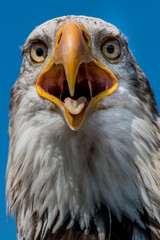 Weißkopfseeadler Portrait in der Falknerei