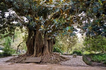 Beautifil landscape with bench under the tree in the park.
