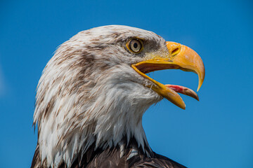 Weißkopfseeadler in der Falknerei