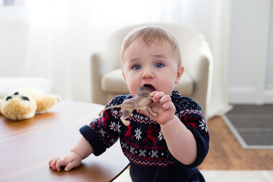 Medium horizontal photo of adorable blue-eyed toddler boy in sweater looking up while opening his mouth to chew on a lion toy