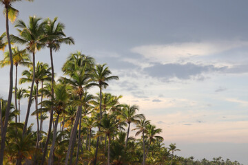 Fototapeta na wymiar Coconut palm trees on background of blue sky with clouds. Tropical beach, paradise nature