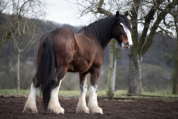 Fototapeta na wymiar Shire Horse Stallion