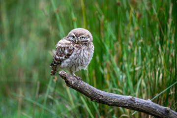 Little Owl (Athene noctua) perching on a tree branch
