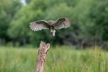 Little owl (Athene noctua) flying, about to land on a post