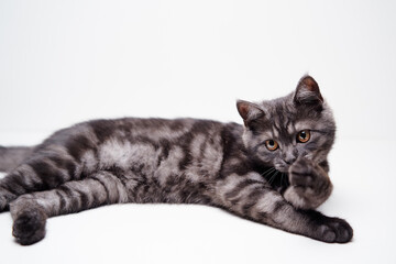Adorable scottish black tabby kitten on white background.
