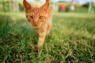 Kitty cat in city park.