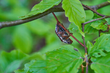 cockchafer, Maybug, Maybeetle, melolontha and Scarabaeidae