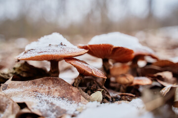 Agaric forest mushroom in winter season.