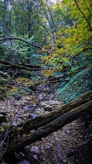 autumn forest in the morning