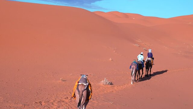 Male guides with camels caravan going through the sand dunes in Sahara desert on sunny summer day, Bedouin walking with camels in desert