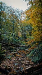 autumn forest in the morning