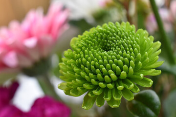 Strahllose Gerbera in grün als Teil des Frühlings Blumenstraußes in der Sonne zu Muttertag und Valentinstag