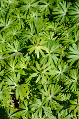 Winter aconite