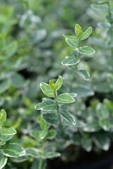 Wintercreeper Emerald Gaiety