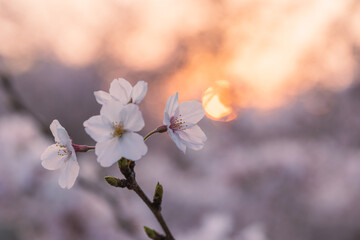 Beautiful sakura flower with sun rising from behind trees