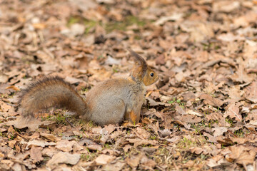 squirrel on dry foliage
