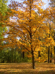 landscape with an oak tree