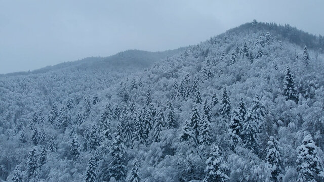 Aerial shot: spruce and pine winter forest completely covered by snow.