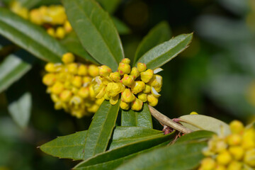 Wintergreen barberry