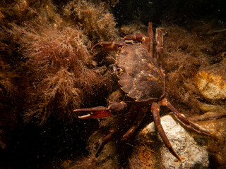 A close-up picture of a crab among seaweed. Picture from The Sound, between Sweden and Denmark