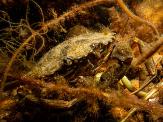 A close-up picture of a crab among seaweed. Picture from The Sound, between Sweden and Denmark