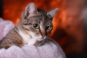 Little cute Cat lying on red fur and resting. Gray Kitten close up. Pet care concept. Kitten lying on a red background.Portrait of a cat. Care concept. Tabby. Place for text. 
