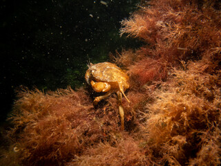 A close-up picture of a crab among seaweed. Picture from The Sound, between Sweden and Denmark