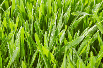 Fototapeta na wymiar Blade of grass, view from above