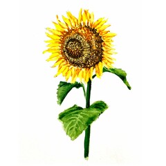 sunflower watercolour illustration isolated on white