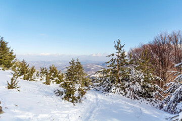 Beautiful Winter Snowy  Mountain Landscape with Pine Trees from Bulgaria ,Vitosha  Mountain