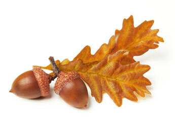 Acorns and oak leaves isolated on white