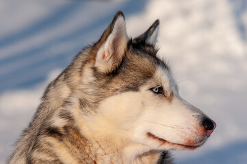 Siberian Husky on a frosty January morning!