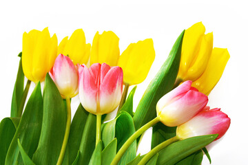 Obraz premium spring colorful flowers tulips. floral collection.