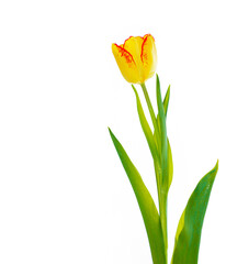 One flower. spring colorful flowers yellow tulips. floral collection.