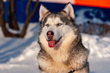 Siberian Husky on a frosty January morning!