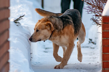 A Labrador runs in the snow!