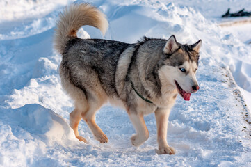 Siberian Husky on a frosty January morning!