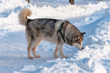 Siberian Husky on a frosty January morning!