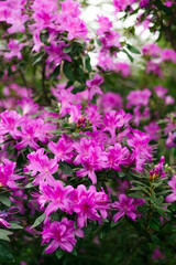 purple flowers and buds of rhododendron, blurred background.