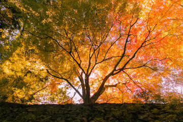 高取城の石垣と紅葉　3