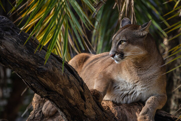 Safari Animals: Cougar or Mountain Lion (Puma concolor) resting on a trunk.