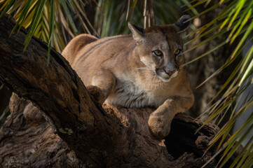 Cougar or Mountain Lion (Puma concolor) resting on a trunk.