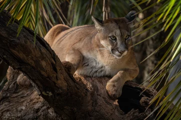 Foto auf Acrylglas Cougar or Mountain Lion (Puma concolor) resting on a trunk. © Waldemar Seehagen