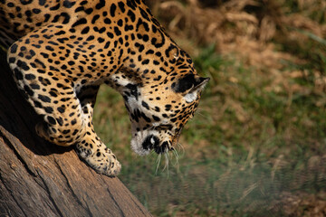 Fototapeta na wymiar Jaguar (Panthera Onca) ready to jump.
