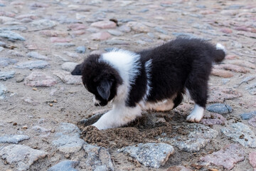 Border Collie Welpe gräbt