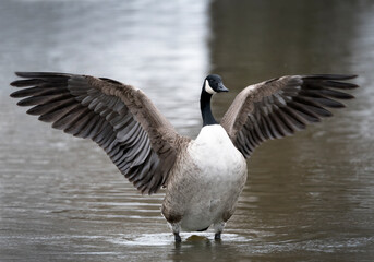 Canada goose wing display