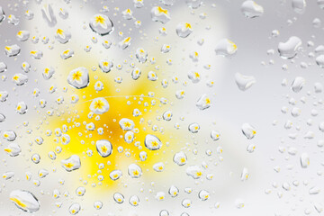 Plumeria in water drops background.