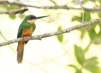 Ariramba da Cauda Ruiva. The red-tailed ariramba is a galbuliform bird in the Galbulidae family.